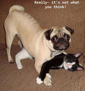 Really, it's not what you think! Dog and cat caught together.